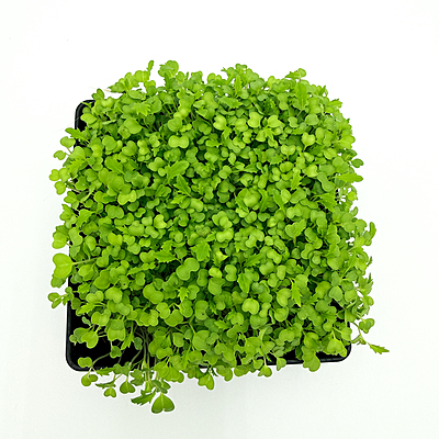 Mizuna Green (Brassica rapa var. japonica)