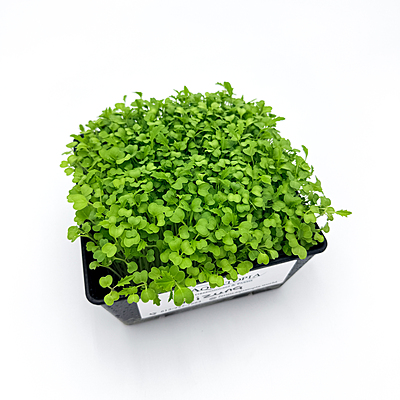 Mizuna Green (Brassica rapa var. japonica)