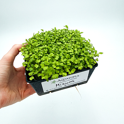 Mizuna Green (Brassica rapa var. japonica)