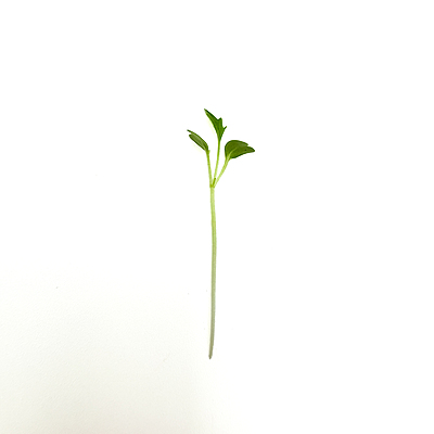 Mizuna Green (Brassica rapa var. japonica)