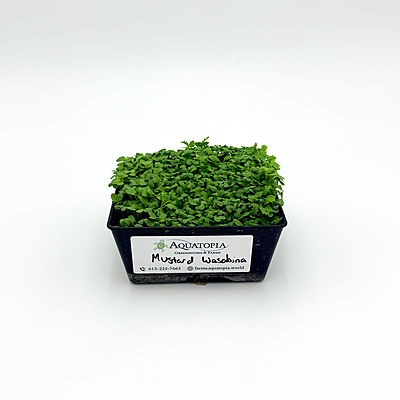 Mustard Wasabina (Brassica juncea var.)