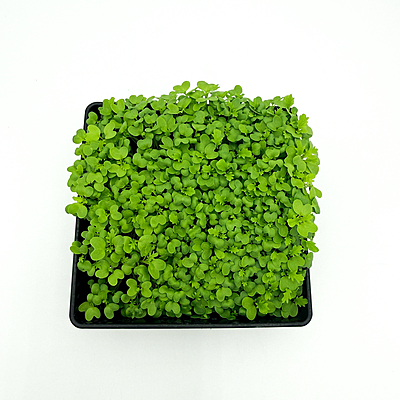 Mustard Wasabina (Brassica juncea var.)