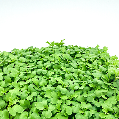Mustard Wasabina (Brassica juncea var.)