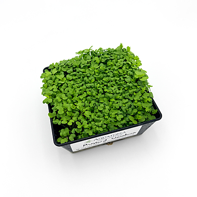 Mustard Wasabina (Brassica juncea var.)