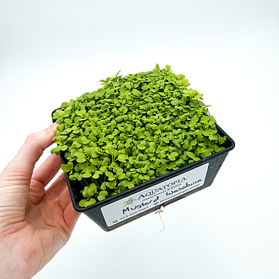 Mustard Wasabina (Brassica juncea var.)