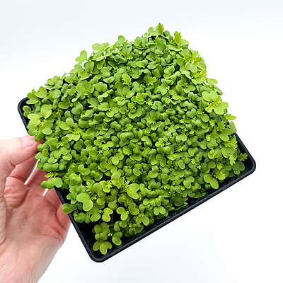 Mustard Wasabina (Brassica juncea var.)