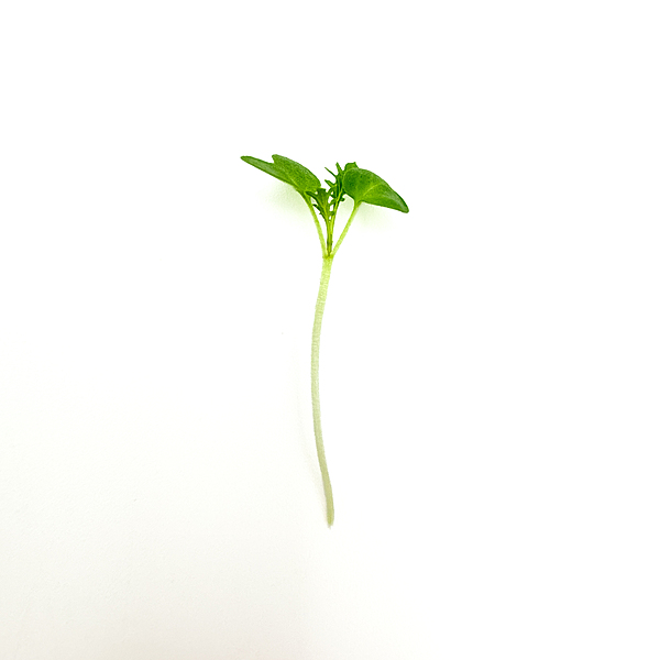 Mustard Wasabina (Brassica juncea var.)