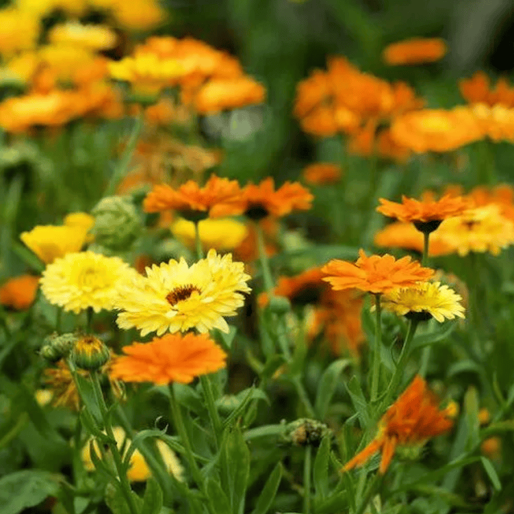 Pot Marigold 'Pacific Beauty' (Calendula officinalis 'Pacific Beauty')