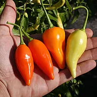 Semences de piments PERUVIANO ARANCIO