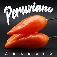 Semences de piments PERUVIANO ARANCIO