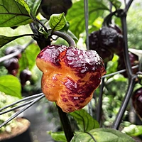 Semences de piments POCKMARK CREAM