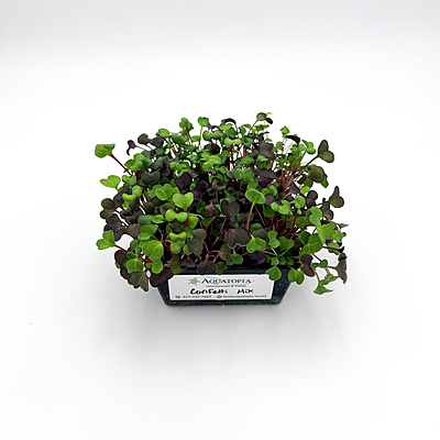 Radish Confetti Mix (Raphanus sativus 'Confetti Mix')