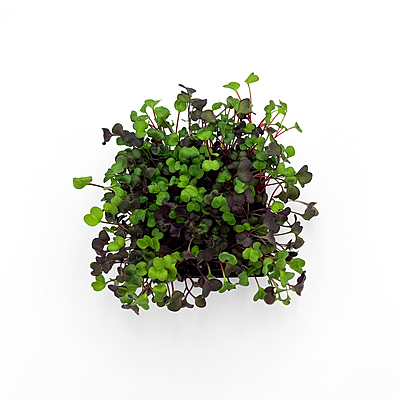 Radish Confetti Mix (Raphanus sativus 'Confetti Mix')