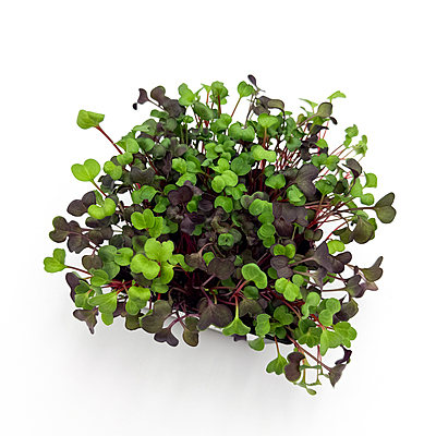 Radish Confetti Mix (Raphanus sativus 'Confetti Mix')