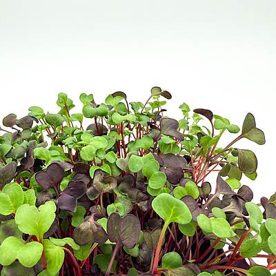 Radish Confetti Mix (Raphanus sativus 'Confetti Mix')