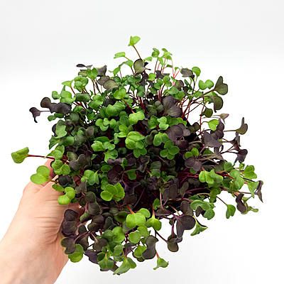 Radish Confetti Mix (Raphanus sativus 'Confetti Mix')