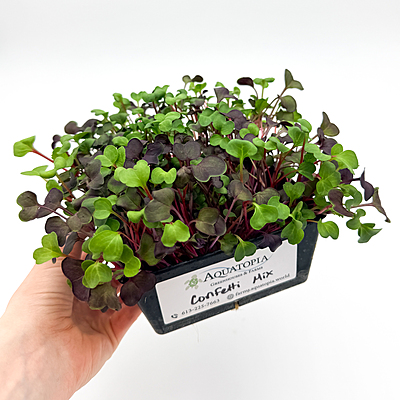 Radish Confetti Mix (Raphanus sativus 'Confetti Mix')