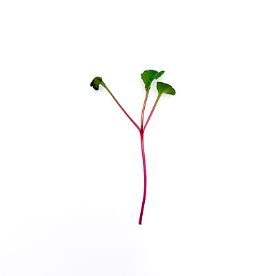 Radish Confetti Mix (Raphanus sativus 'Confetti Mix')