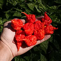 Semences de piments RB003