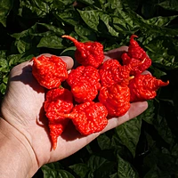 Semences de piments RB003