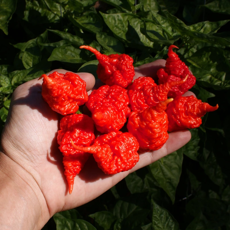 Semences de piments RB003