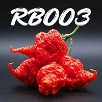 Semences de piments RB003