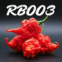 Semences de piments RB003