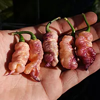 Semences de piments REAPER PINK PEACH