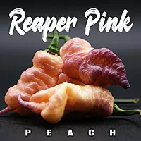 Semences de piments REAPER PINK PEACH