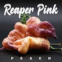 Semences de piments REAPER PINK PEACH