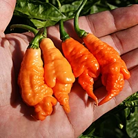 Semences de piments RHINO