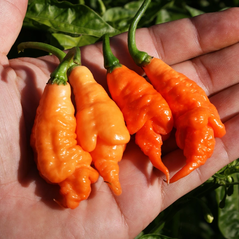 Semences de piments RHINO