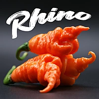 Semences de piments RHINO