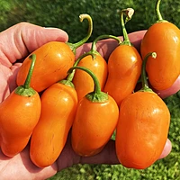 Semences de piments ROCOTO DESERT PEACH