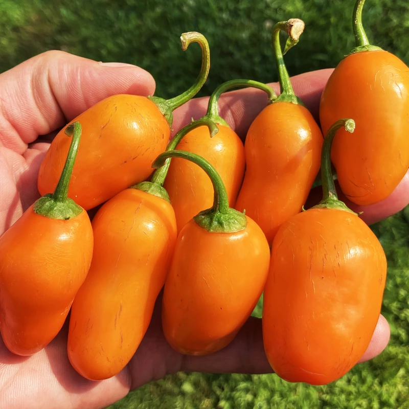 Semences de piments ROCOTO DESERT PEACH