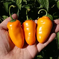 Semences de piments ROCOTO TURBO PUBE