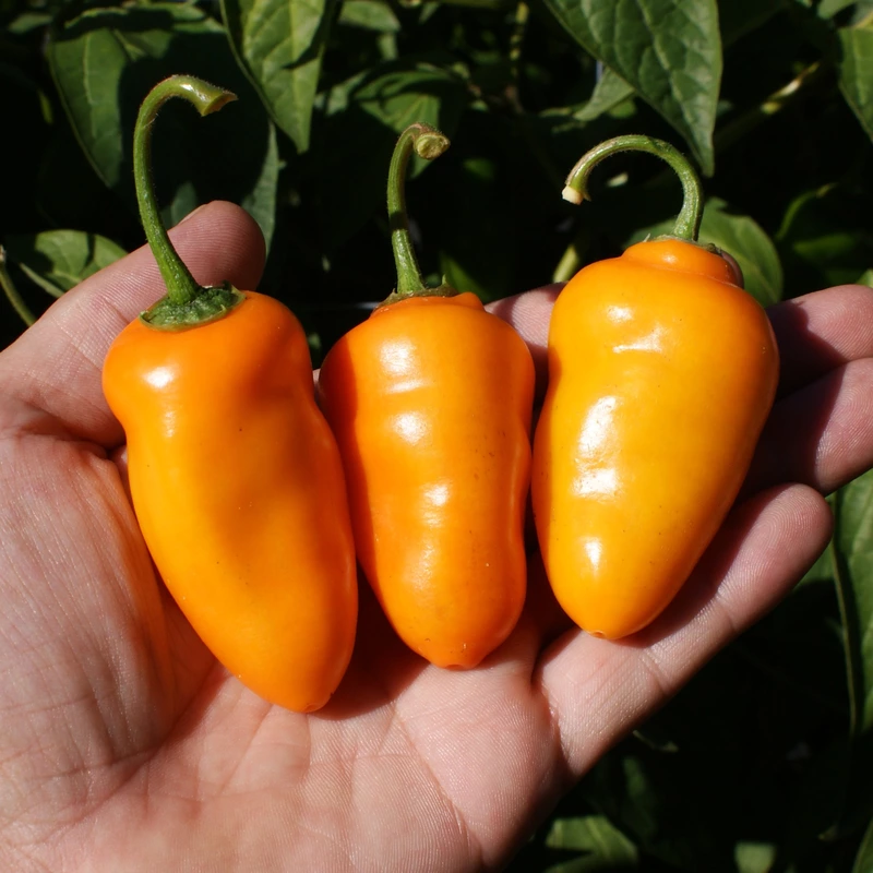 Semences de piments ROCOTO TURBO PUBE