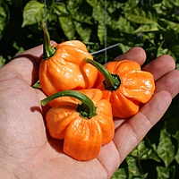 Semences de piments SCOTCH BONNET FREEPORT ORANGE