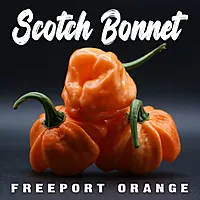 Semences de piments SCOTCH BONNET FREEPORT ORANGE