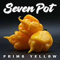 Semences de piments 7 POT PRIMO YELLOW