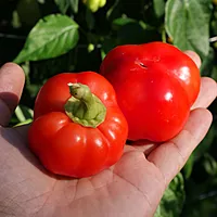 Semences de piments APPLE KHAMBE
