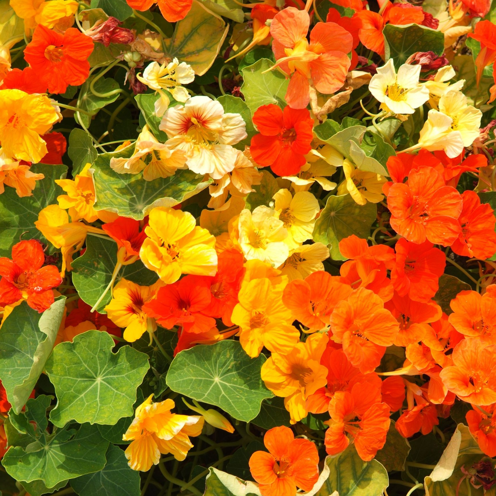 Nasturtium Trailing Mix (Tropaeolum 'mix')