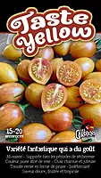 Semences de tomates Taste Yellow