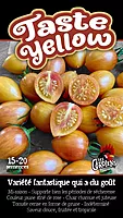 Semences de tomates Taste Yellow
