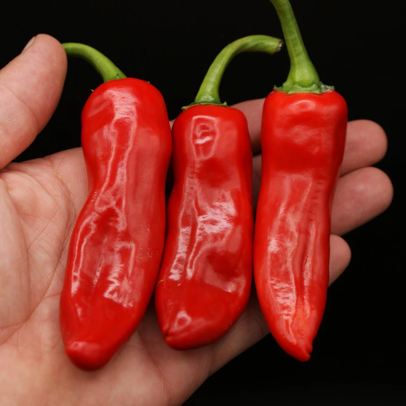 Semences de piments GHOST OF CAYENNE