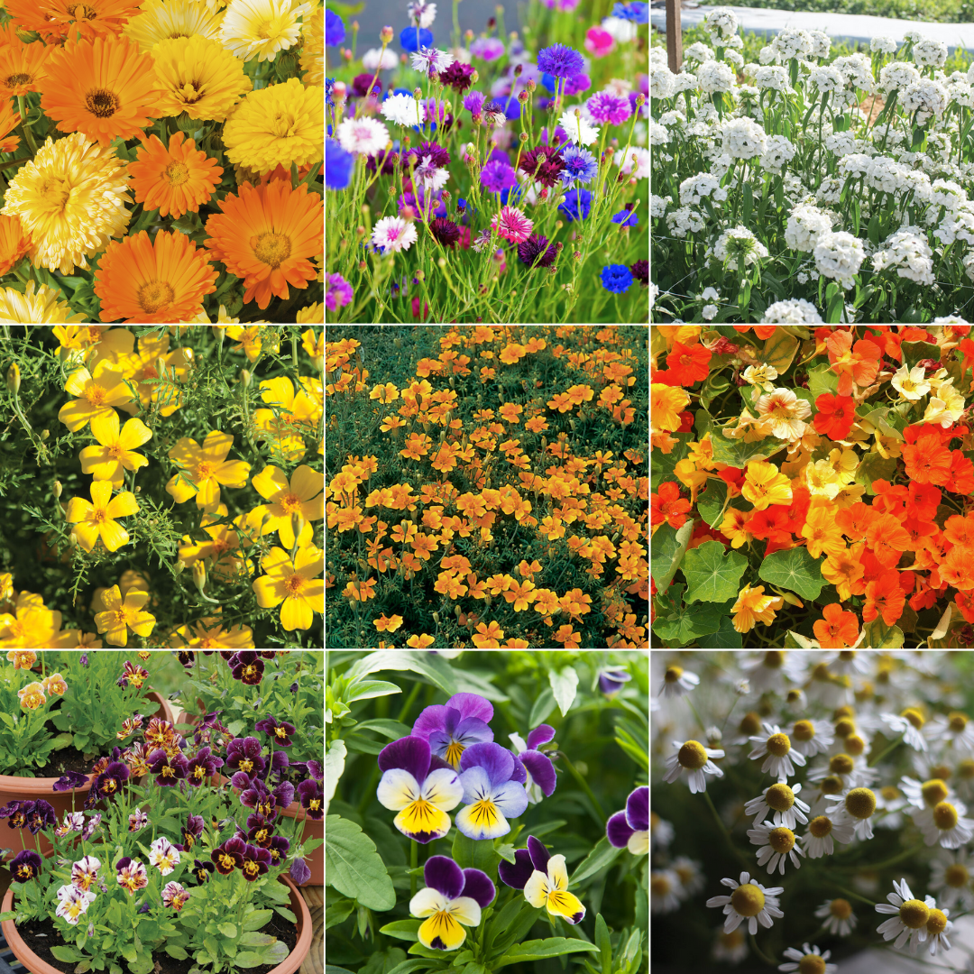 Grower's Choice Blooms (Mixed Variety)