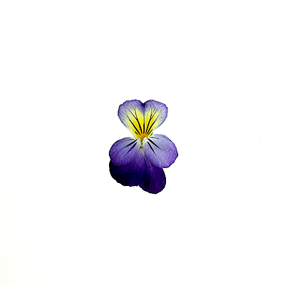 Viola Helen Mount (Viola cornuta ‘Helen Mount’)