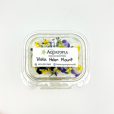 Viola Helen Mount (Viola cornuta ‘Helen Mount’)