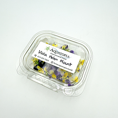 Viola Helen Mount (Viola cornuta ‘Helen Mount’)