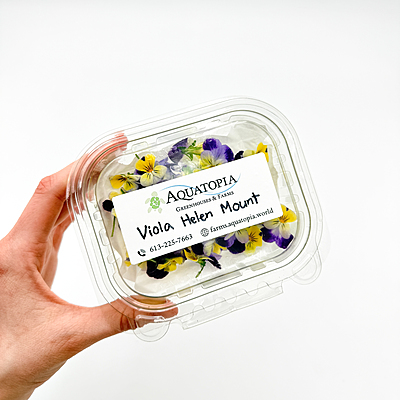 Viola Helen Mount (Viola cornuta ‘Helen Mount’)